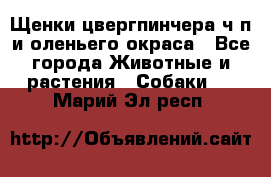 Щенки цвергпинчера ч/п и оленьего окраса - Все города Животные и растения » Собаки   . Марий Эл респ.